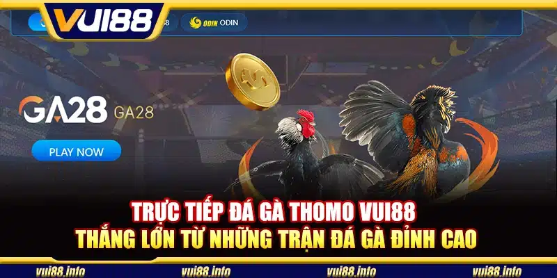 Trực tiếp đá gà Thomo Vui88 - Thắng lớn từ những trận đá gà đỉnh cao