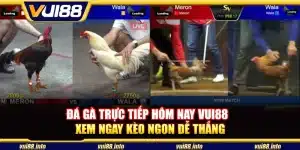 Đá gà trực tiếp hôm nay Vui88 - Xem ngay kèo ngon dễ thắng