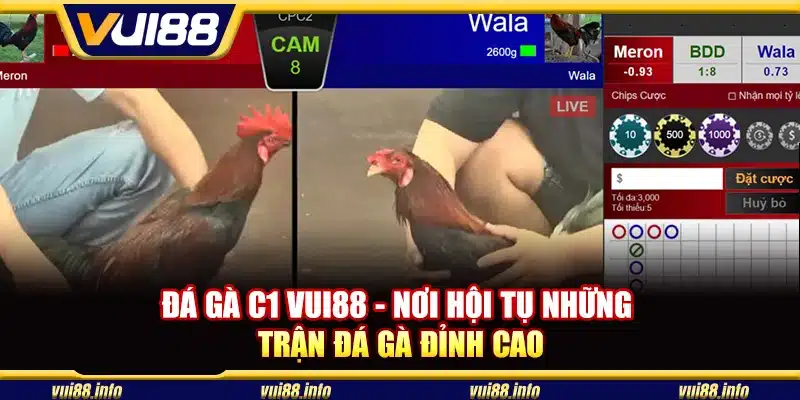 Đá gà C1 Vui88 - Nơi hội tụ những trận đá gà đỉnh cao