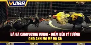 Đá gà Campuchia Vui88 - Điểm đến lý tưởng cho anh em mê đá gà