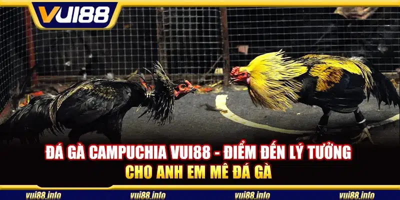 Đá gà Campuchia Vui88 - Điểm đến lý tưởng cho anh em mê đá gà