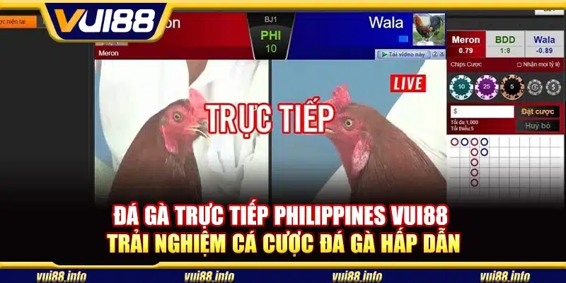 Đá gà trực tiếp Philippines Vui88 - Trải nghiệm cá cược đá gà hấp dẫn