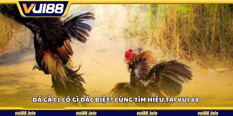 Đá gà C1 có gì đặc biệt? Cùng tìm hiểu tại Vui 88