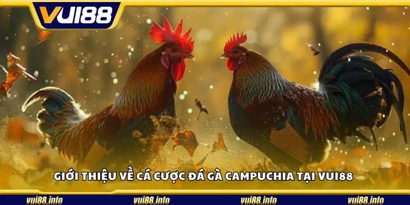 Giới thiệu về cá cược đá gà Campuchia tại Vui88