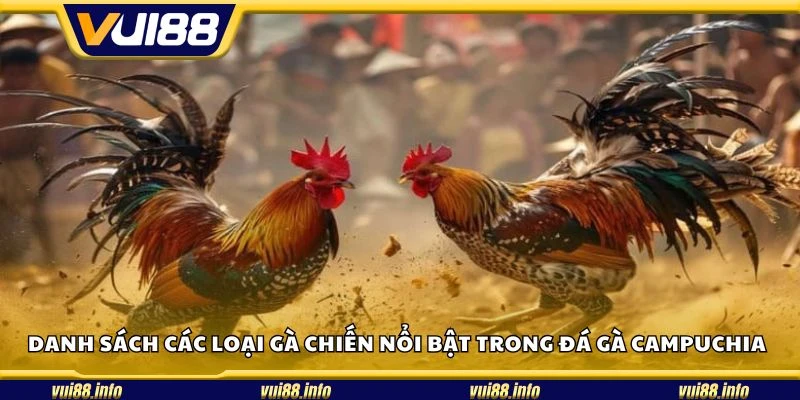 Danh sách các loại gà chiến nổi bật trong đá gà Campuchia