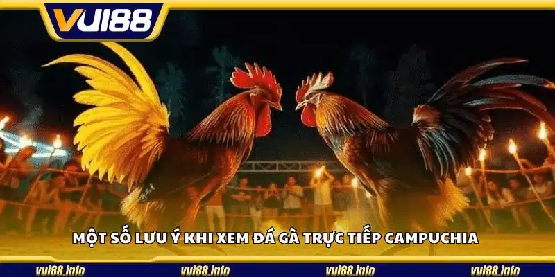 Một số lưu ý khi xem đá gà trực tiếp Campuchia