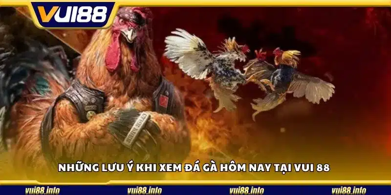 Những lưu ý khi xem đá gà hôm nay tại Vui 88