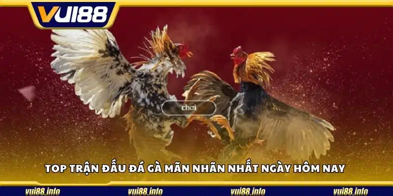 Top trận đấu đá gà mãn nhãn nhất ngày hôm nay