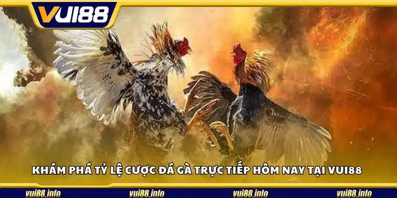 Khám phá tỷ lệ cược đá gà trực tiếp hôm nay tại Vui88