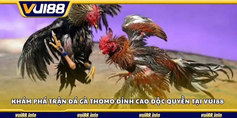 Khám phá trận đá gà Thomo đỉnh cao độc quyền tại Vui88