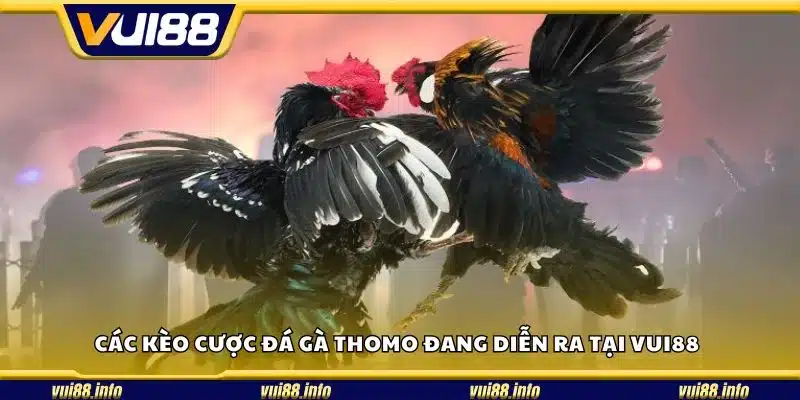 Các kèo cược đá gà Thomo đang diễn ra tại Vui88