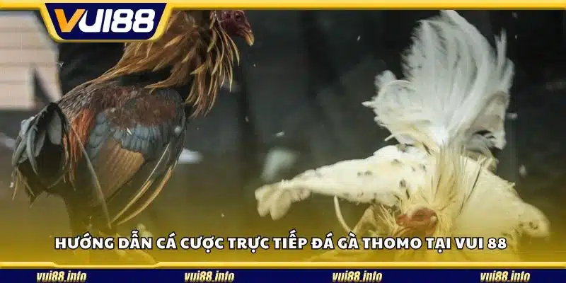 Hướng dẫn cá cược trực tiếp đá gà Thomo tại Vui 88